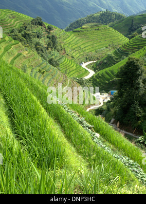 Il Longsheng terrazze di riso (Lóngshèng Tītián) o Dragon's Backbone terrazze di riso, situato nella contea di Longsheng, circa 100 km fro Foto Stock