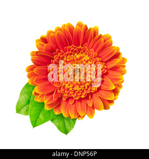 Orange gerbera daisy con tre foglie isolate su uno sfondo bianco. Foto Stock