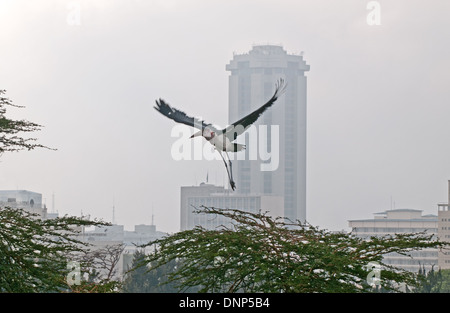 Marabou Stork sbarco in Acacia con un alto edificio nel centro di Nairobi in background visto da Nairobi Serena Hotel Foto Stock