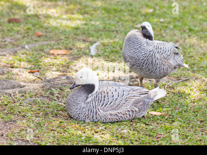 L'imperatore goose (Chen canagica). Foto Stock