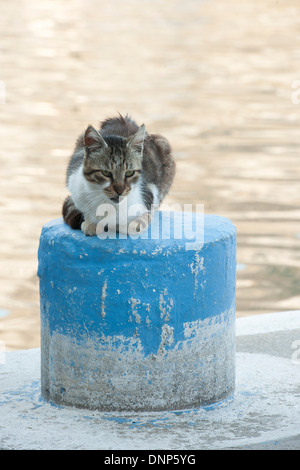 Griechenland, Kastellorizo, Katze am Hafen Foto Stock