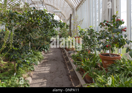 Serra tropicale con piante e cactus Foto Stock