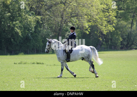 Cavallo e cavaliere che lavorano in prima di un concorso dressage Foto Stock