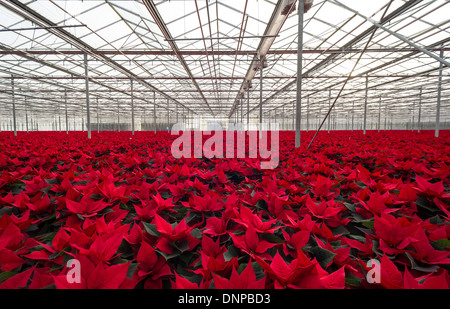 Il campo di rosso poinsettias essendo cresciuto per Natale in Cambridgeshire. Foto Stock