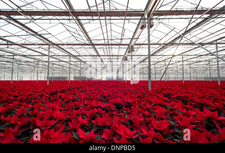 Il campo di rosso poinsettias essendo cresciuto per Natale in Cambridgeshire. Foto Stock