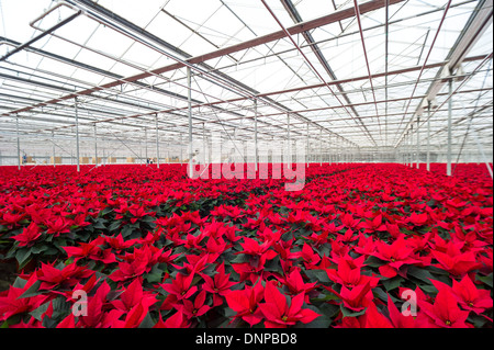 Il campo di rosso poinsettias essendo cresciuto per Natale in Cambridgeshire. Foto Stock