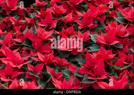 Il campo di rosso poinsettias essendo cresciuto per Natale in Cambridgeshire. Foto Stock