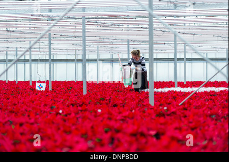 Il campo di rosso poinsettias essendo cresciuto per Natale in Cambridgeshire. Foto Stock