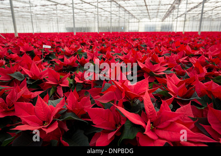 Il campo di rosso poinsettias essendo cresciuto per Natale in Cambridgeshire. Foto Stock