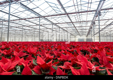 Il campo di rosso poinsettias essendo cresciuto per Natale in Cambridgeshire. Foto Stock