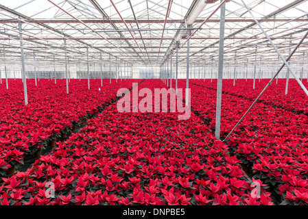 Il campo di rosso poinsettias essendo cresciuto per Natale in Cambridgeshire. Foto Stock