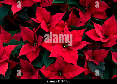 Il campo di rosso poinsettias essendo cresciuto per Natale in Cambridgeshire. Foto Stock