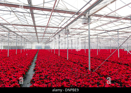 Il campo di rosso poinsettias essendo cresciuto per Natale in Cambridgeshire. Foto Stock