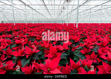 Il campo di rosso poinsettias essendo cresciuto per Natale in Cambridgeshire. Foto Stock