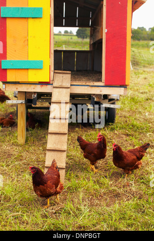 Stati Uniti d'America, nello Stato di New York, Rhode Island, polli in agriturismo Foto Stock