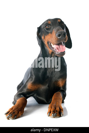 Dobermann davanti a uno sfondo bianco Foto Stock