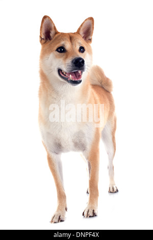 Shiba Inu davanti a uno sfondo bianco Foto Stock