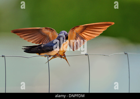 Swallow, Hirundo rustica, alimentandola baby Foto Stock