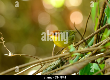 Bella di castagne e intitolata Tesia (Tesia castaneocoronata) stando a terra Foto Stock