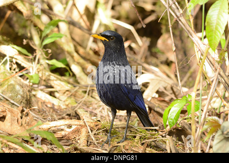 Bella blu sibilo tordo (Myiophoneus caeruleus) nella foresta thailandese Foto Stock