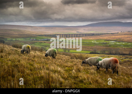 Brughiera al pascolo con Viadotto Ribblehead, North Yorkshire, in lontananza. Foto Stock