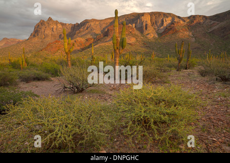 Cardon Cactus (Pachycereus Pringlei) vicino Balandra in Baja, Messico. Foto Stock