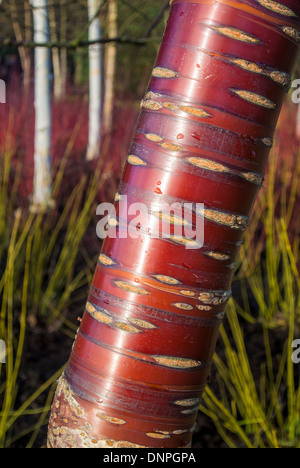 Corteccia rosso tibetano di ciliegio Foto Stock