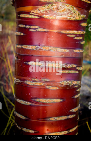 Close-up della corteccia rosso tibetano di ciliegio Foto Stock