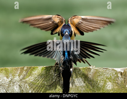 Swallow, Hirundo rustica, alimentandola baby Foto Stock