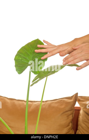 La coltivazione indoor di piante in vaso studio isolato Foto Stock