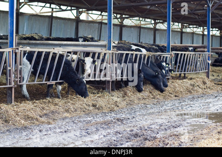 Bovini in una stalla a mangiare il fieno tenendo fuori delle acque di esondazione Foto Stock