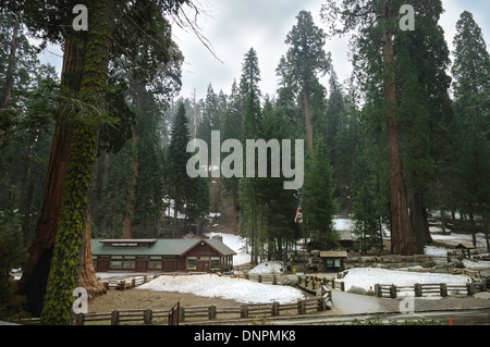 Giant Forest Museum di Sequoia National Park, California, Stati Uniti d'America Foto Stock