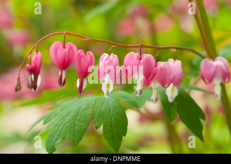 Foto macro di sanguinamento cuore fiori, dicentra spectabilis, concentrarsi sul mezzo fiore, shallow DOF Foto Stock