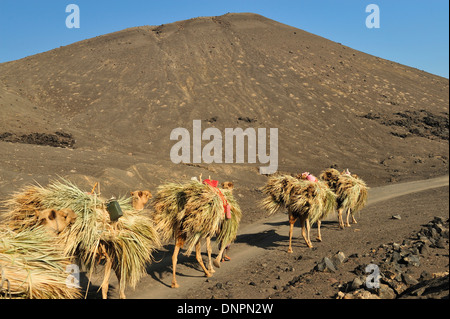 Camel portanti foglie di palmo sulla sua schiena sul percorso di sale a Gibuti Foto Stock