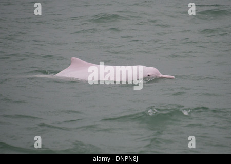 Indo-pacifico Humpback Dolphin (Sousa chinensis), di riporto. Hong Kong, il Pearl River Delta. Foto Stock