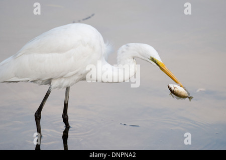 Airone bianco maggiore, Ardea alba, la cattura del pesce, Hong Kong, Pearl River Delta. Foto Stock