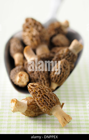 Close-up di Spugnole nel convogliatore, Studio shot Foto Stock
