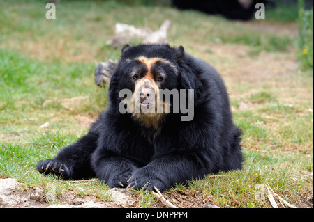 Spectacled andina bear (Tremarctos ornatus) nel giardino zoologico di Quito, Ecuador Foto Stock