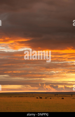 Gli elefanti sulle praterie di savana al tramonto, il Masai Mara riserva nazionale, Kenya Foto Stock