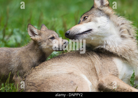 Legname il lupo (Canis lupus lycaon), Adulto con cub Game Reserve, Baviera, Germania Foto Stock