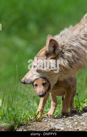 Legname il lupo (Canis lupus lycaon), Adulto con cub Game Reserve, Baviera, Germania Foto Stock