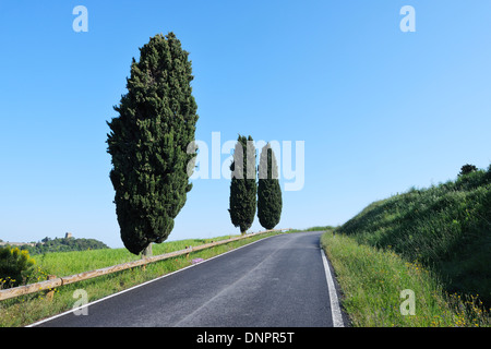 Strada rurale di cipressi (Cupressus sempervirens). Pienza, Siena distretto, Toscana, Toscana, Italia. Foto Stock