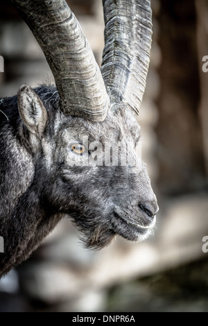 Primo piano sulla testa di un Alpine Ibex o stambecco che mostra le pupille orizzontali Foto Stock