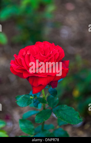 Red Rose Rosa Royal William 'Korzaun', una profonda vellutato colore rosso cremisi Foto Stock