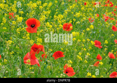 Rosso papavero (Papaver rhoeas) in prato. La Baviera, Germania. Foto Stock
