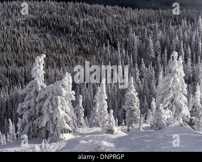 Neve alberi fantasma alla sommità del Bullet Express seggiovia, Big White Ski Resort, British Columbia, Canada. Foto Stock