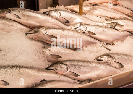 Freschi salmone King su ghiaccio in un pesce monger stallo il Mercato di Pike Place Seattle , WASHINGTON, STATI UNITI D'AMERICA Foto Stock