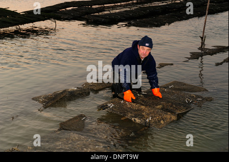 Oysterman ruotando i sacchetti di metallo utilizzato per sollevare le ostriche in Charente-Maritime, Francia. Foto Stock