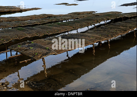 Sacchetti di metallo utilizzato per sollevare le ostriche in Charente-Maritime, Francia. Foto Stock