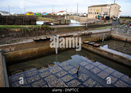 Ostriche maturata in una claire la piscina con acqua dolce in Charente-Maritime, Francia Foto Stock